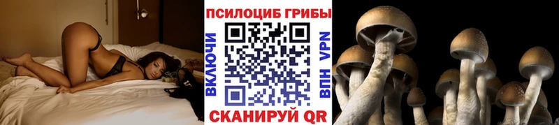 Псилоцибиновые грибы Cubensis  Кохма 